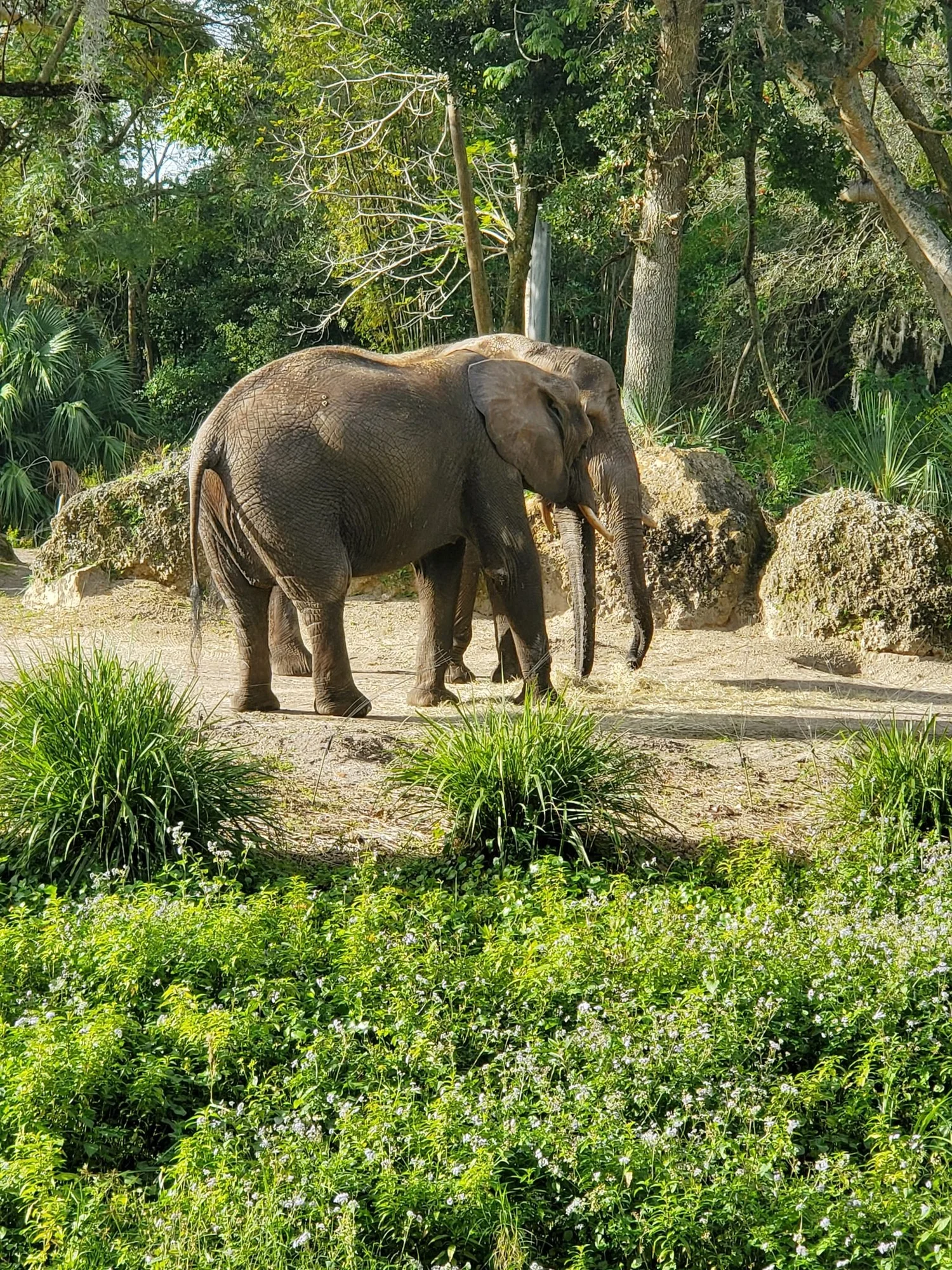 Disney World- Animal Kingdom